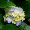 Hydrangeas.jpg